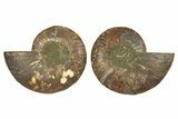Cut & Polished, Crystal-Filled Ammonite Fossil - Madagascar #336836-1